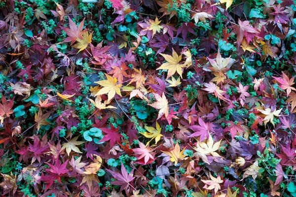 庭の背景に美しい秋の葉 閉じる — ストック写真