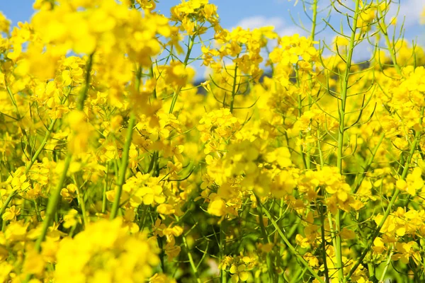 Поле Желтыми Цветами Голубым Небом — стоковое фото