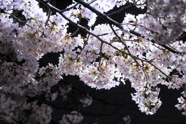 stock image beautiful pink sakura flower trees in the garden