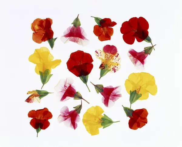 Красиві Квіти Крупним Планом Квіткова Концепція — стокове фото