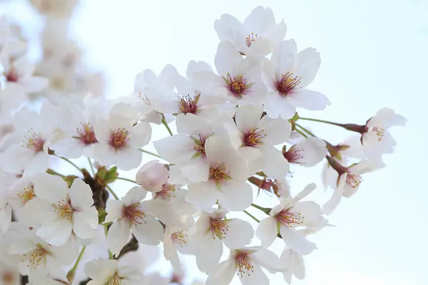 Hermosas Flores Sakura Rosa Jardín —  Fotos de Stock