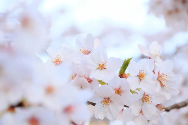 Hermosos Árboles Flores Sakura Rosa Jardín —  Fotos de Stock