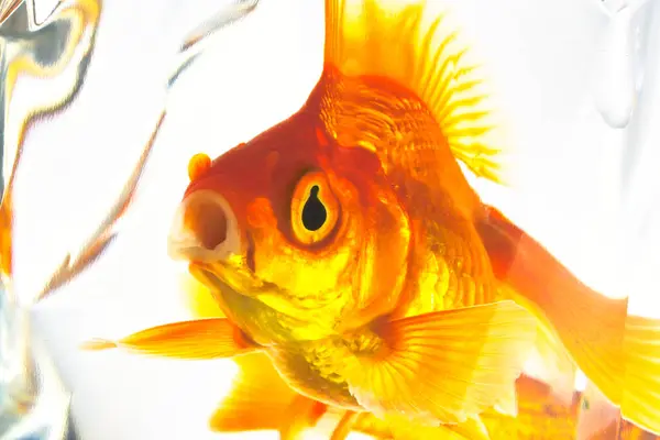 Gold Fish Aquarium — Stock Photo, Image