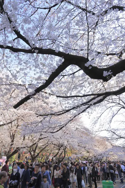 Japonya 'da çiçek açan pembe kiraz ağaçları arasında yürüyen bir grup turist.