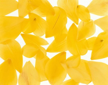 Sarı yapraklar, beyaz çiçekler, beyaz arka planda taç yaprakları, üst manzara. Düz yat, üstü uzan..