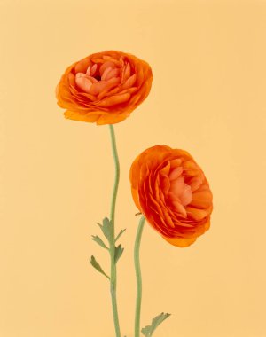 Güzel çiçekler, yakın görüş, çiçek konsepti