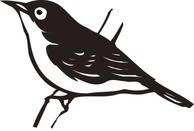 Beyaz arkaplanda izole edilmiş kuşun siyah ve beyaz çizimi