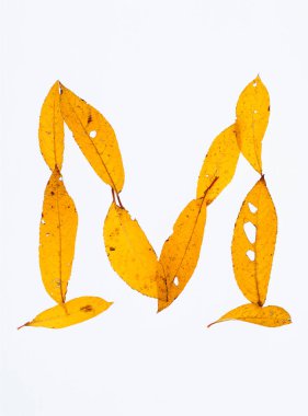 Beyaz arkaplanda izole edilmiş sonbahar yapraklarından yapılmış m harfi