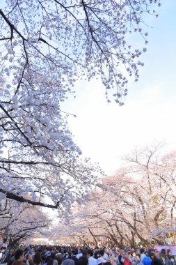 Bahçedeki güzel pembe sakura çiçekleri