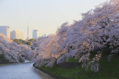 Bahçedeki güzel pembe sakura çiçekleri