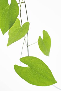 beyaz arkaplanda yeşil yapraklar izole