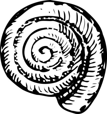 Beyaz arkaplanda izole edilmiş deniz kabuğu çizimi 