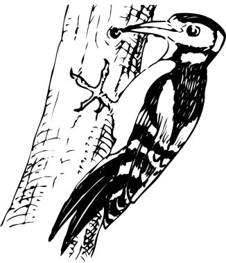 Beyaz arkaplanda izole edilmiş ağaçkakan çizimi 