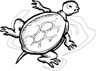 Bir karikatür kaplumbağasının çizimi
