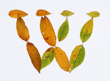 Beyaz arkaplanda izole edilmiş sonbahar yapraklarından oluşan w harfi