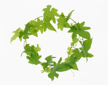 Beyaz arkaplanda yeşil sarmaşık yaprakları