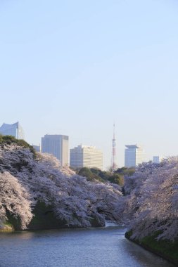 Bahçedeki güzel pembe sakura çiçekleri