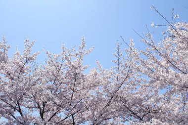 Bahçedeki güzel pembe sakura çiçekleri