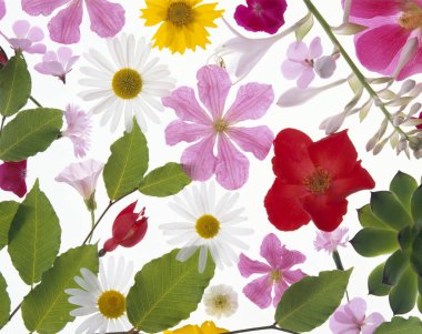 Güzel çiçekler, yakın görüş, doğa konsepti.