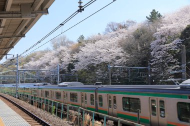 Kiraz çiçekleri ve Tokyo 'da tren, Japonya 