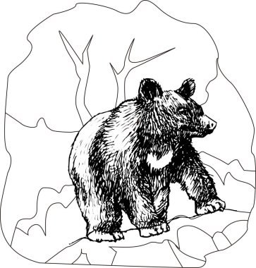 Ormandaki vahşi ayı, beyaz arka planda izole edilmiş basit siyah beyaz illüstrasyon