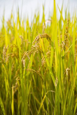 Yeşil çeltik tarlası geçmişi