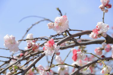 Bahçedeki güzel pembe sakura çiçekleri