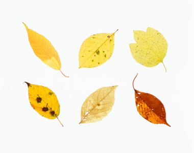 Beyaz arkaplanda farklı şekillerde sonbahar yaprakları