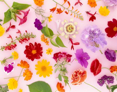 Güzel çiçekler, yakın görüş, doğa konsepti.