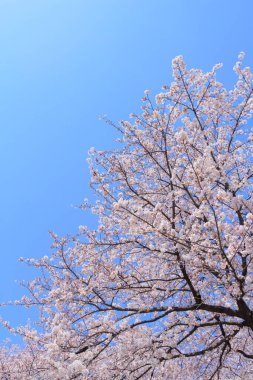 Bahçedeki güzel pembe sakura çiçekleri