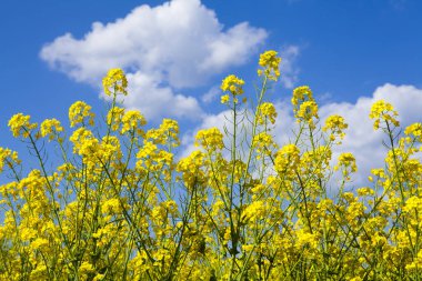 Bahçedeki güzel sarı çiçekler