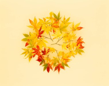 Beyaz arka plan üzerinde sonbahar maple leafs