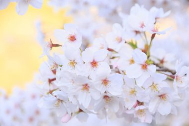 Bahçedeki güzel pembe sakura çiçekleri