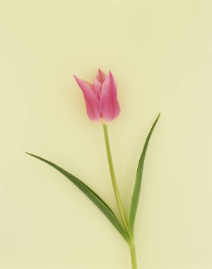 Güzel çiçekler, yakın görüş, doğa konsepti.