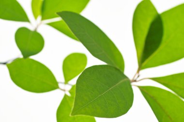 beyaz arkaplanda yeşil yapraklar izole