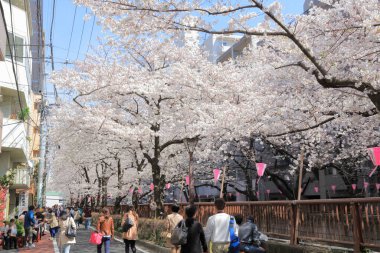 Japonya 'da çiçek açan pembe kiraz ağaçları arasında yürüyen bir grup turist.