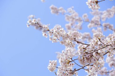 Bahçedeki güzel pembe sakura çiçekleri