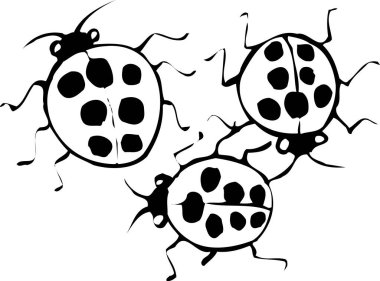 Üç uğur böceği, beyaz arka planda izole edilmiş basit siyah beyaz çizimler.