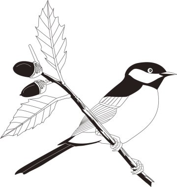 daldaki kuşun siyah beyaz çizimi 