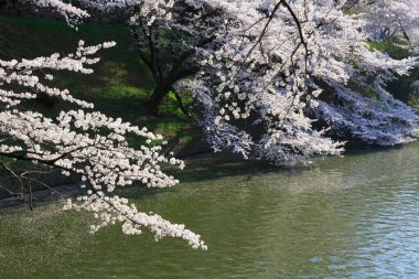 Bahçedeki güzel pembe sakura çiçekleri