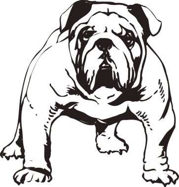 Buldog, beyaz arka planda izole edilmiş basit siyah beyaz çizim.