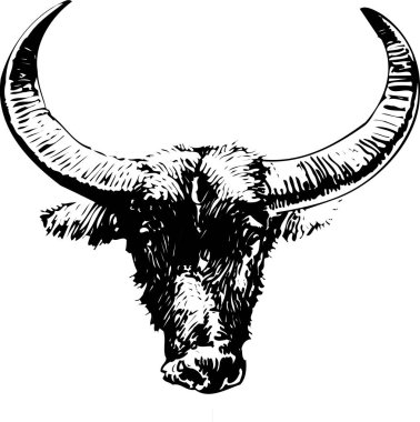 Beyaz arka planda boğa kafasının gösterimi.