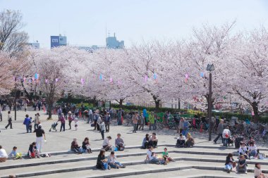 Kiraz çiçekleri ve Japonya, Tokyo 'da parkta insanlar.