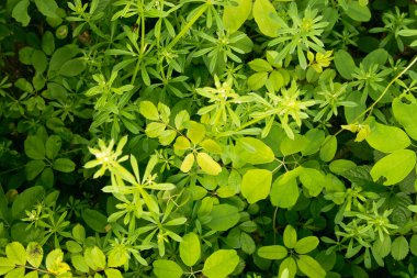 Ormandaki bir ağacın yeşil yaprakları. arkaplan