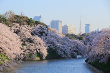 Bahçedeki güzel pembe sakura çiçekleri