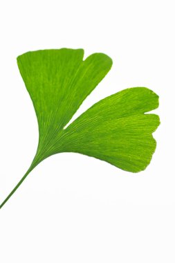 beyaz arkaplanda yeşil yapraklar izole