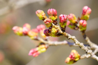 Bahçedeki güzel pembe sakura çiçekleri