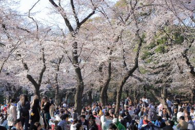 Japonya 'da çiçek açan pembe kiraz ağaçları arasında yürüyen bir grup turist.