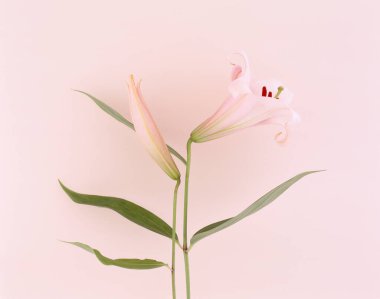 Güzel çiçekler, yakın görüş, doğa konsepti.