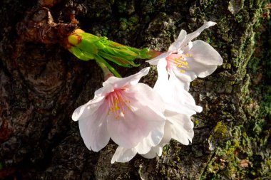 Bahçedeki güzel pembe sakura çiçekleri